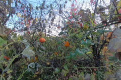 IMG20241023095938