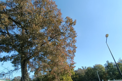 IMG20241016130746