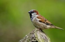 Więcej o: Projekt „Wróblu, wróć!”